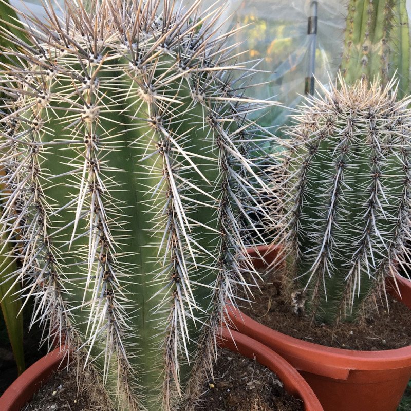 Saguaro Cactus for sale