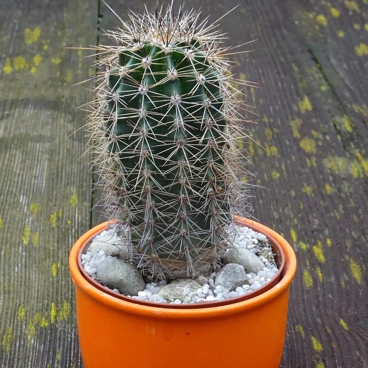 Saguaro Cactus for sale