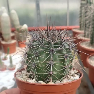 Saguaro Cactus for sale Saguaro Cactus for sale