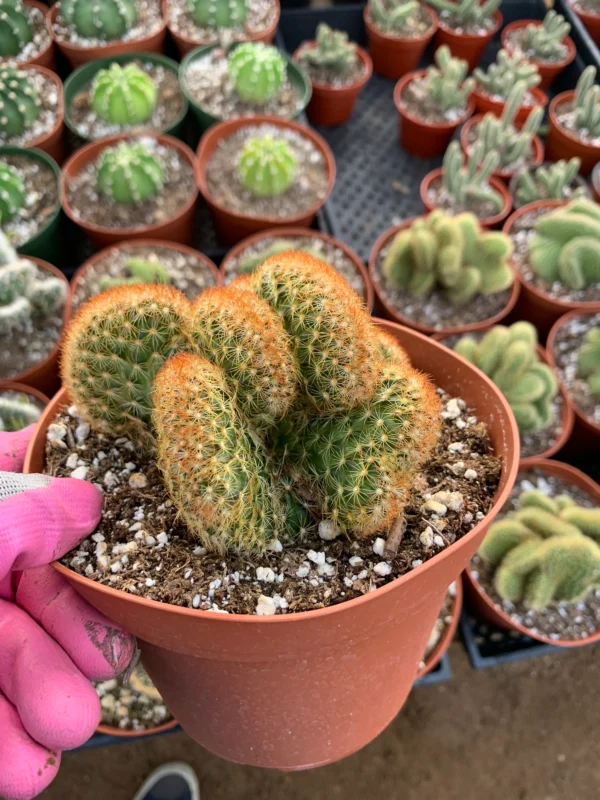 Crested Saguaro Cactus