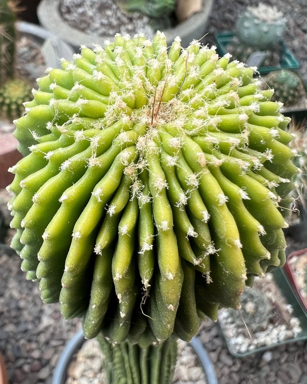 Spineless Saguaro (Neobuxbaumia polylopha inermis) - Image 2
