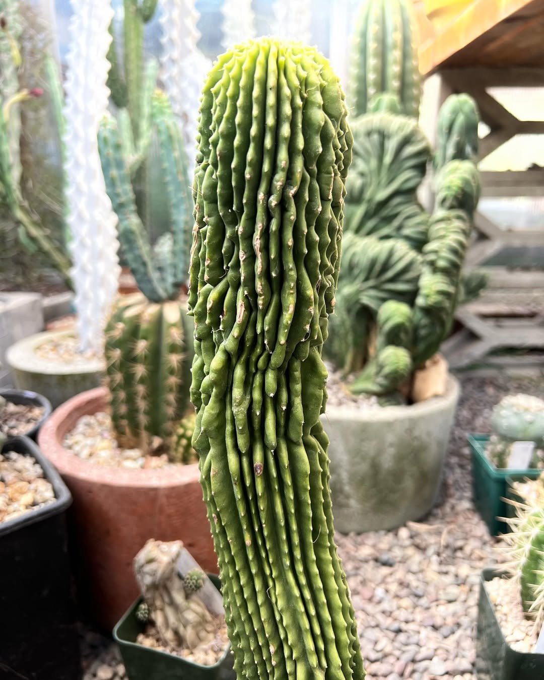 Spineless Saguaro (Neobuxbaumia polylopha inermis)